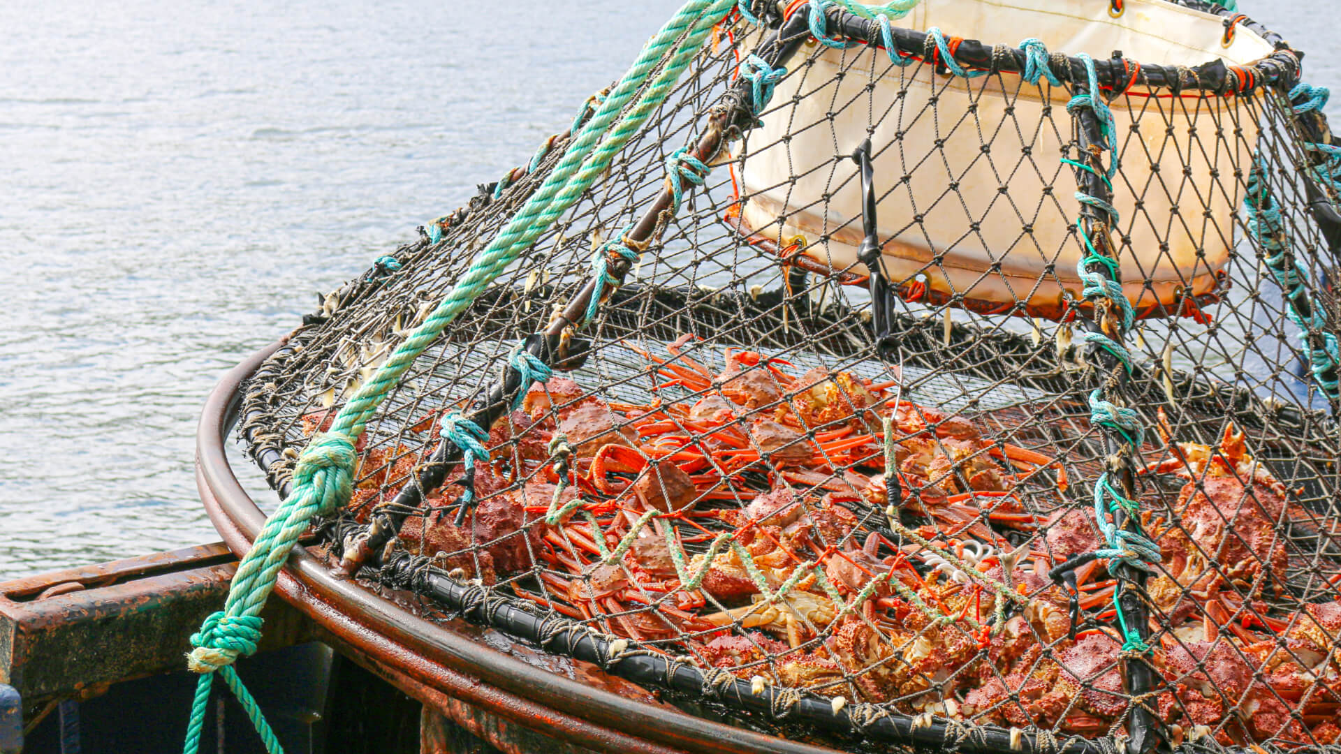 picture of Alaskan king crab