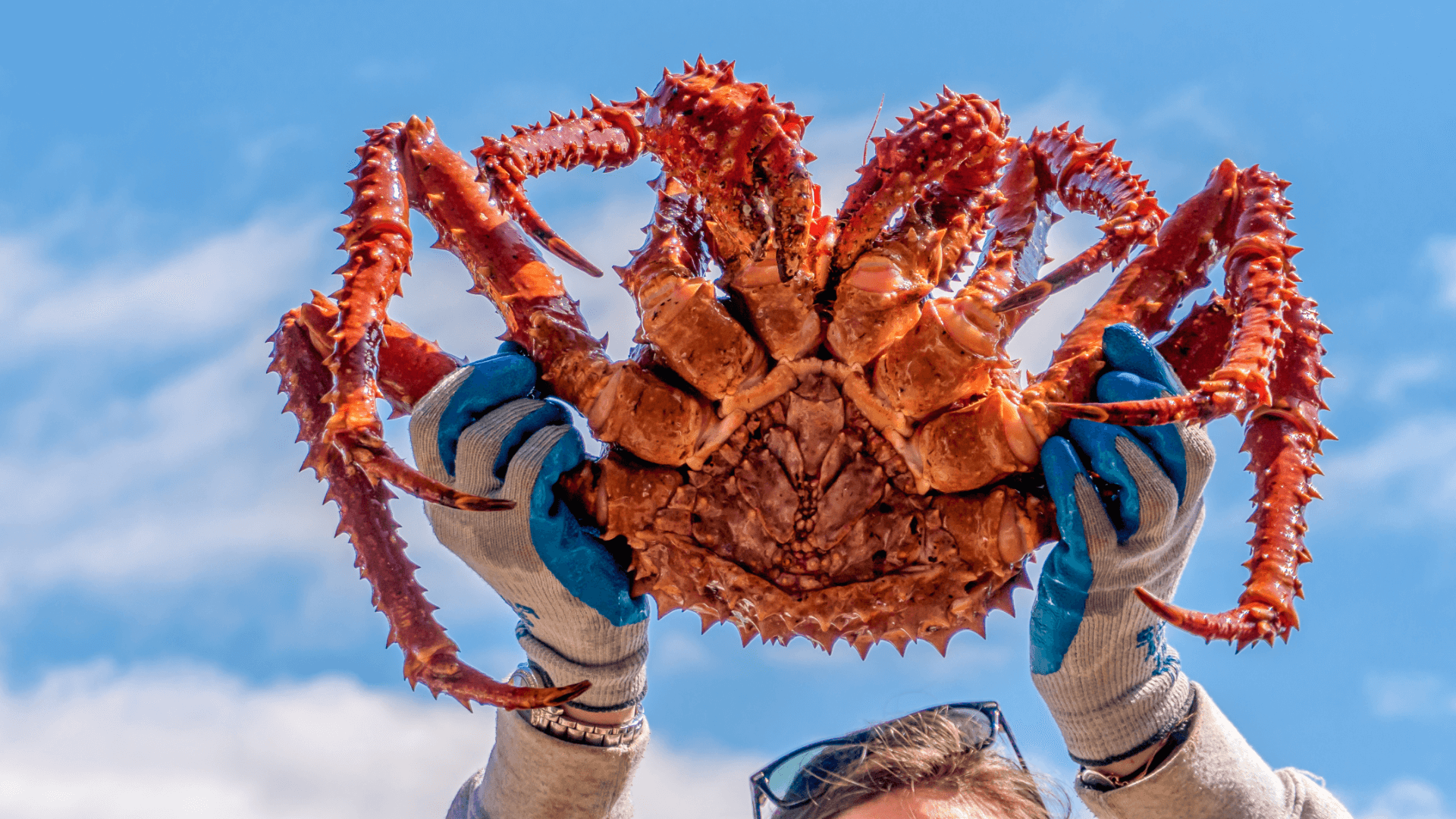 picture of Alaskan king crab