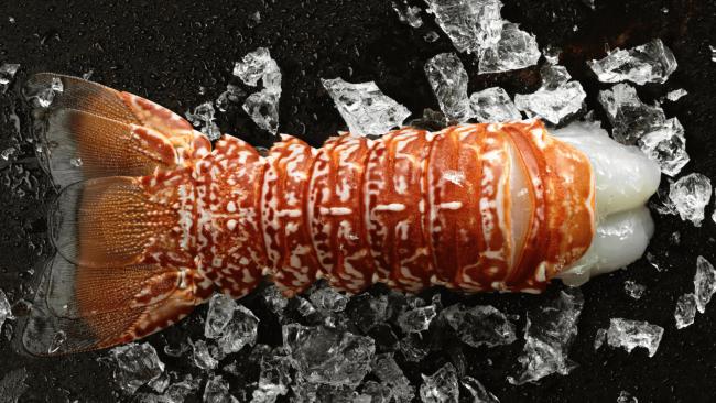 picture of a South African lobster tail with ice chunks in the background