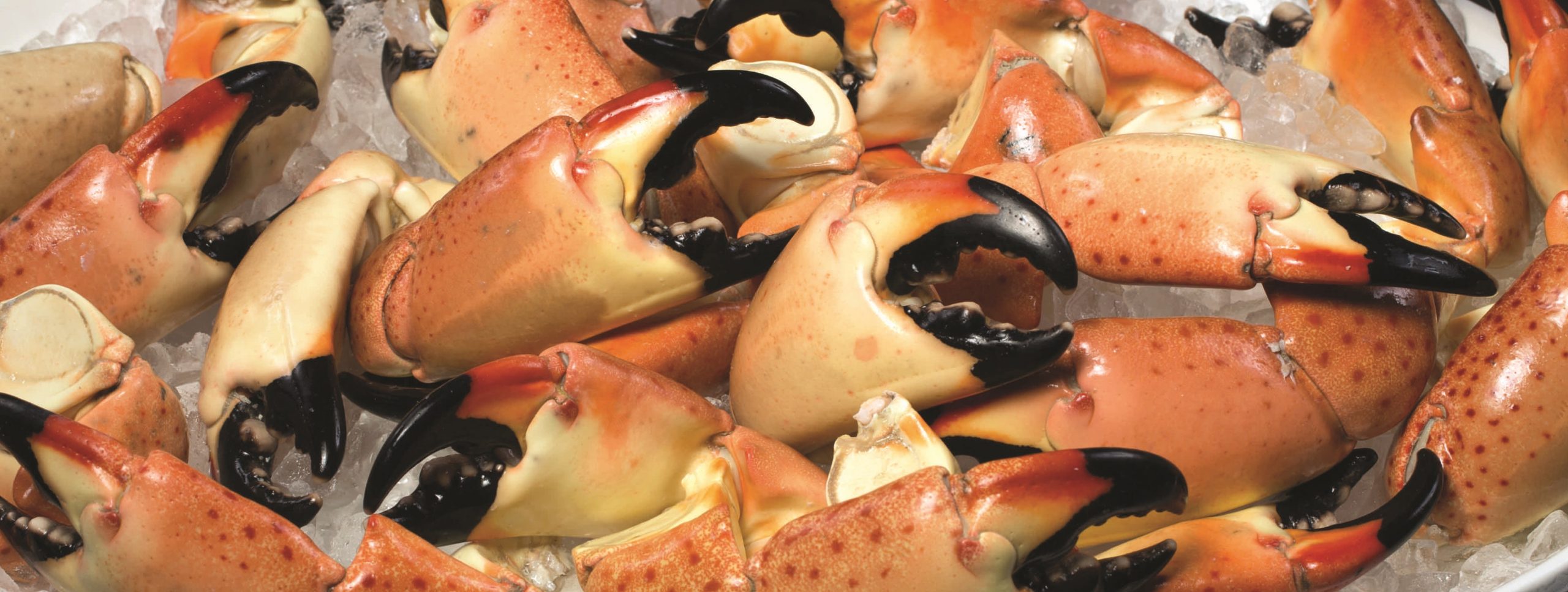 picture of Florida stone crab